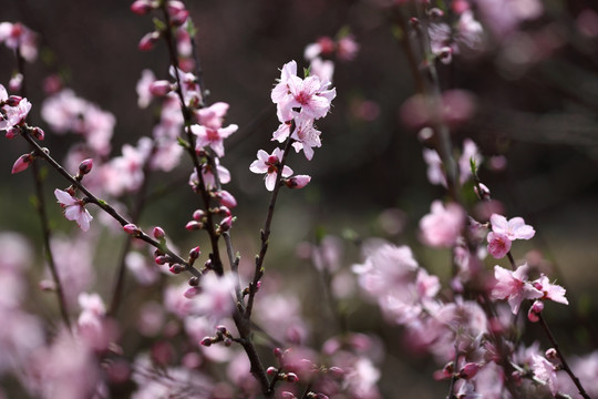 桃花