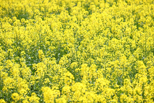 油菜花