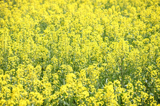 油菜花