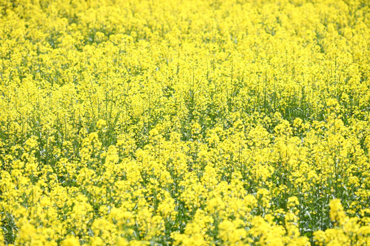 油菜花