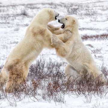 北极熊争斗