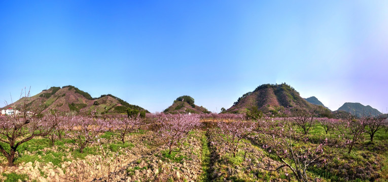 金华源东乡桃花源景区桃花林全景