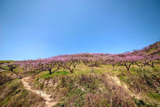 金华源东乡桃花源景区 高山桃花