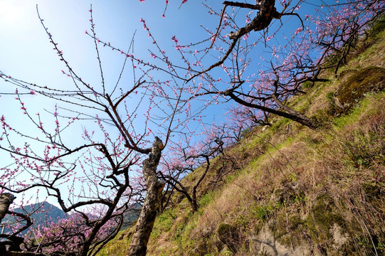 金华源东乡桃花源景区 桃花树