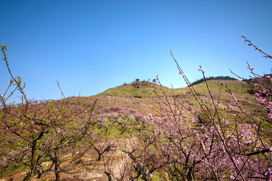 金华源东乡桃花源景区桃花山