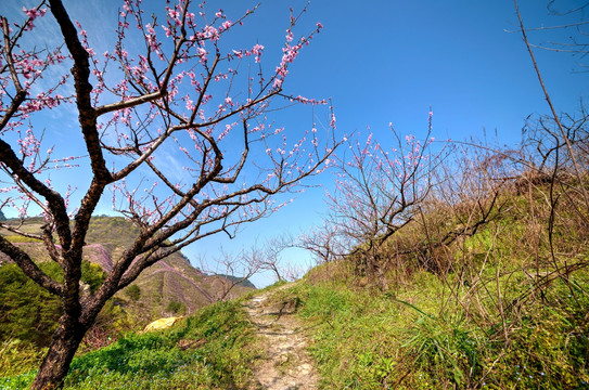 金华源东乡桃花源景区 桃树桃花