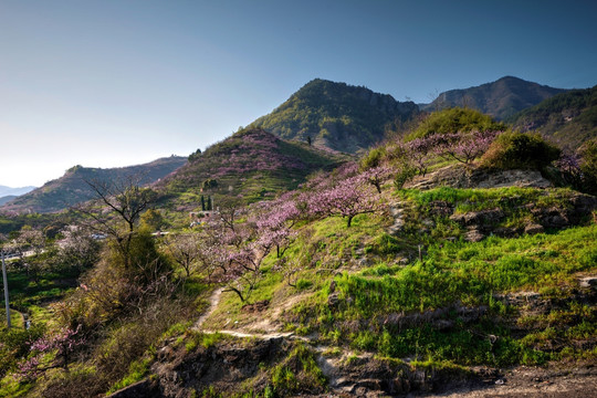 金华源东乡桃花源景区 山坡桃花