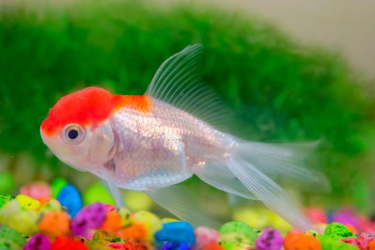 金魚
