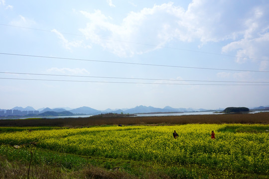 乡村田野