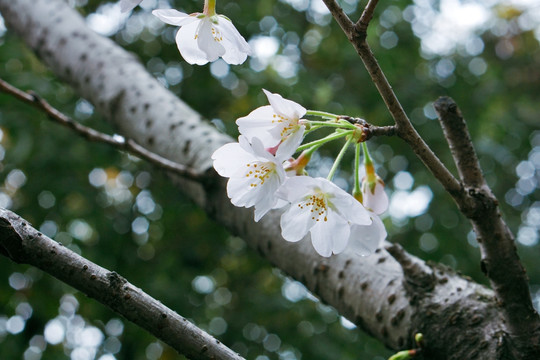 樱花