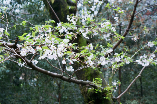 樱花