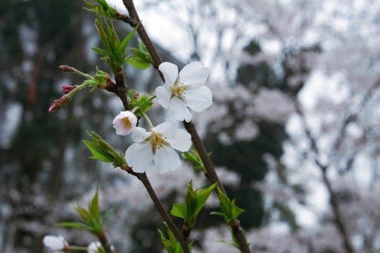 樱花