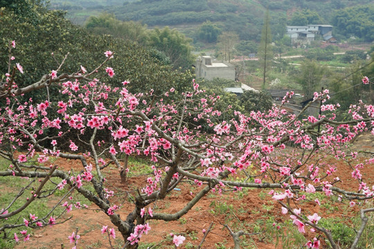 桃花盛开的乡村