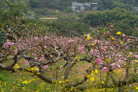 桃花盛开的乡村