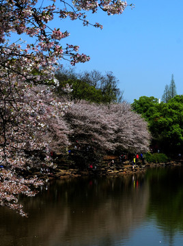 樱花