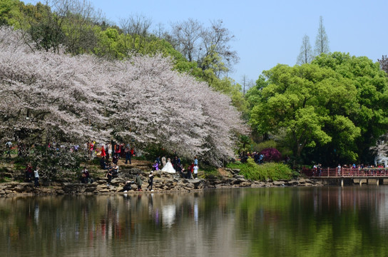 樱花