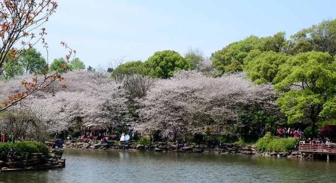 樱花