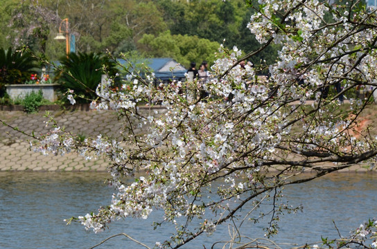 樱花