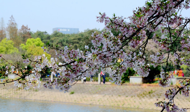 樱花