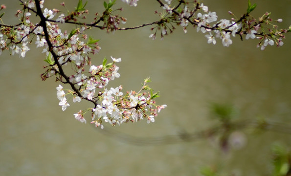 樱花