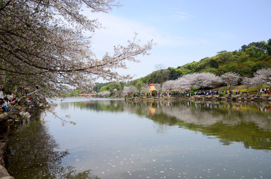 櫻花