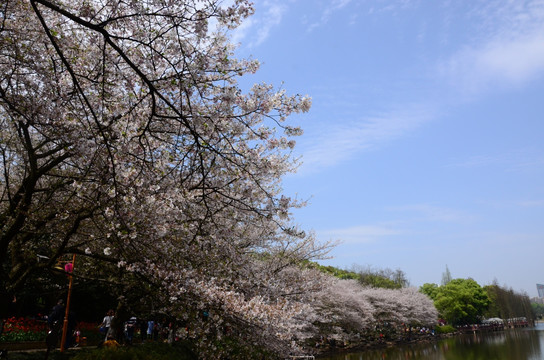 樱花