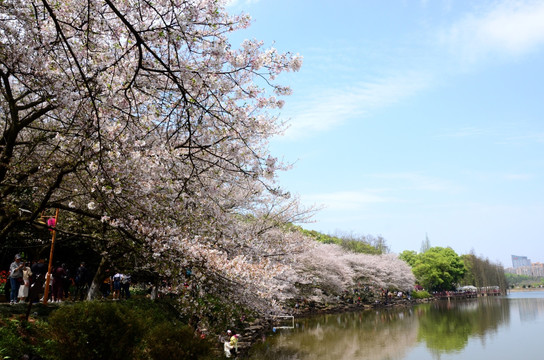 樱花