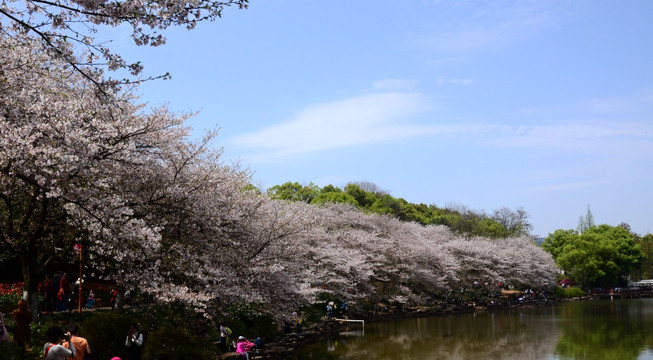 樱花