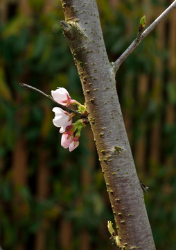 小花蕾