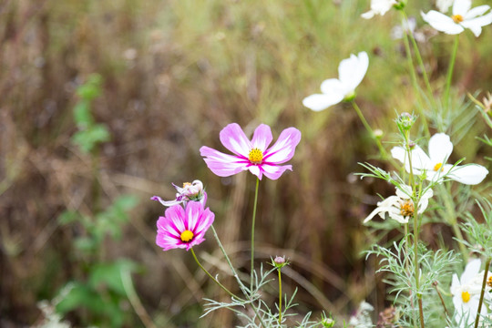 格桑花