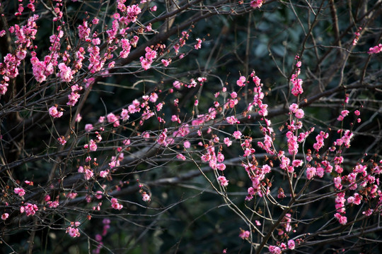 梅花 梅花树 早春