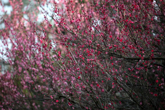 梅花 梅花树 早春