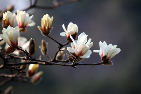 玉兰花 白色 花 植物 白玉兰