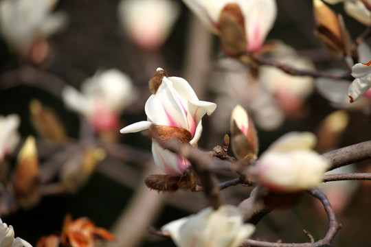 玉兰花 白色 花 植物 白玉兰