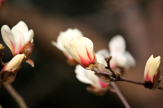 玉兰花 白色 花 植物 白玉兰