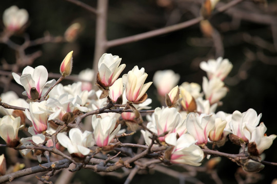 玉兰花 白色 花 植物 白玉兰