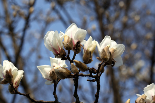 玉兰花 白色 花 植物 白玉兰