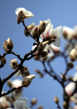 玉兰花 白色 花