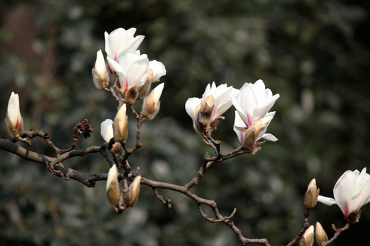 玉兰花 白色 花 植物 白玉兰