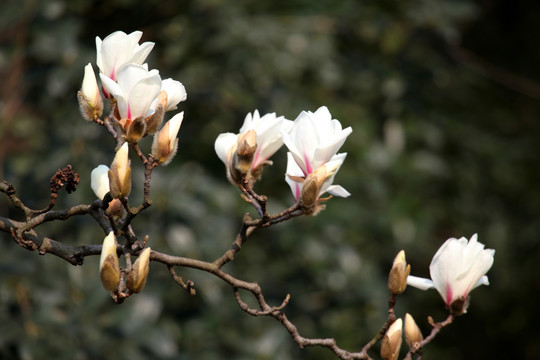 玉兰花 白色 花