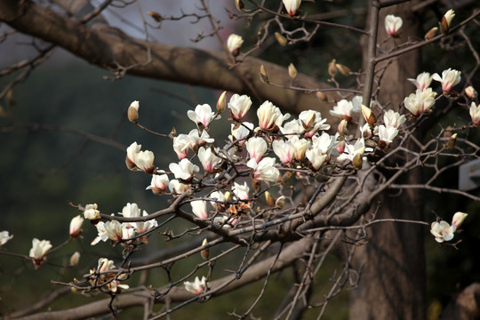 玉兰花