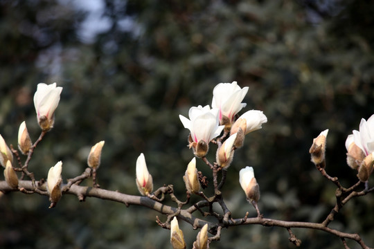 玉兰花 白色 花 植物 白玉兰