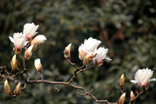 玉兰花 白色 花 植物