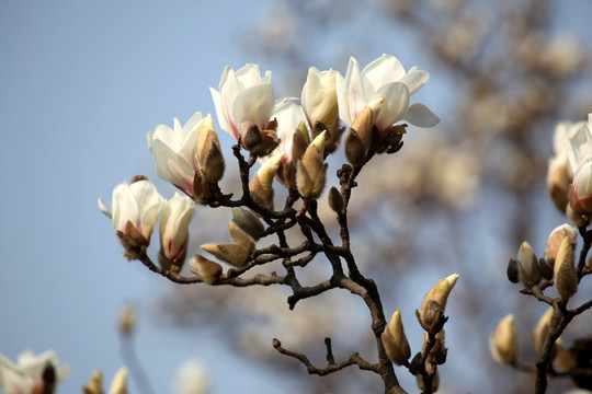 玉兰花 白色