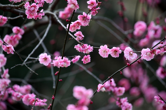 梅花 梅花树