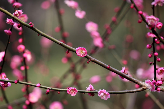 梅花 梅花树