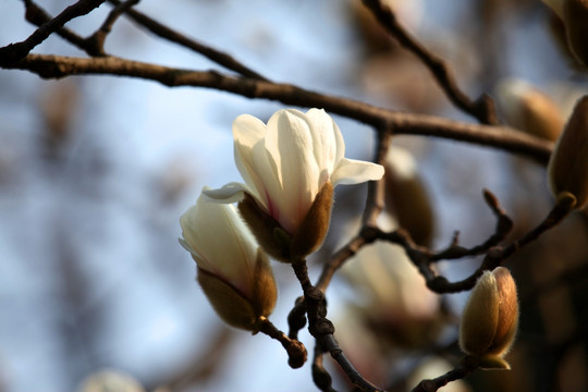 玉兰花 白色