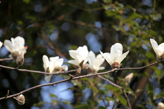 玉兰花 白色 花 植物 白玉兰