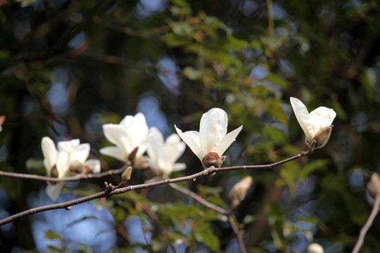 玉兰花 白色