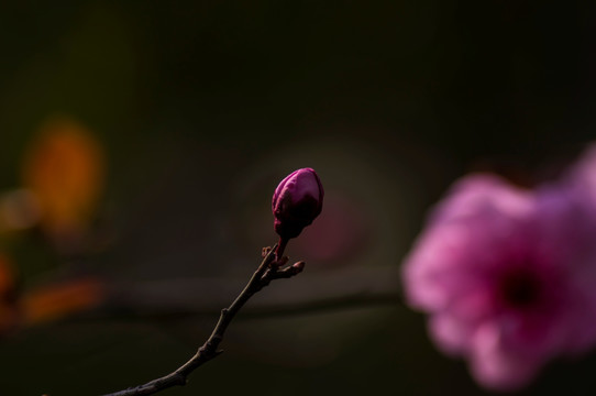 红梅花儿开